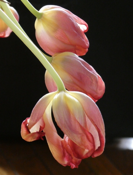 Uitgebloeide tulpen