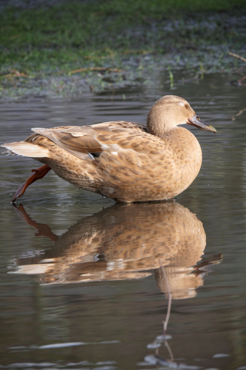 Val ik wel op zo..? - Vogels - Wilde eend