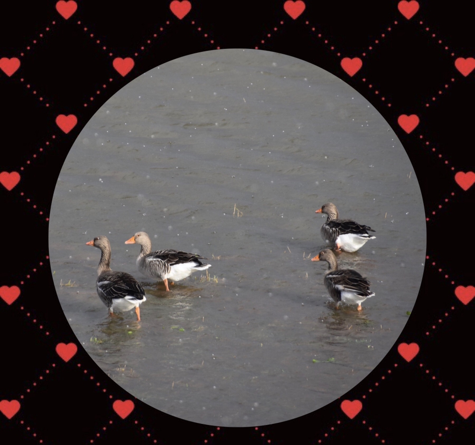 Valentijn - Vogels - 