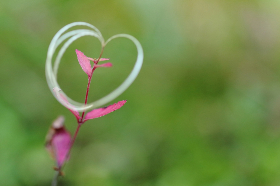 Valentijnsdag 2020 - Planten - bergbasterdwederik