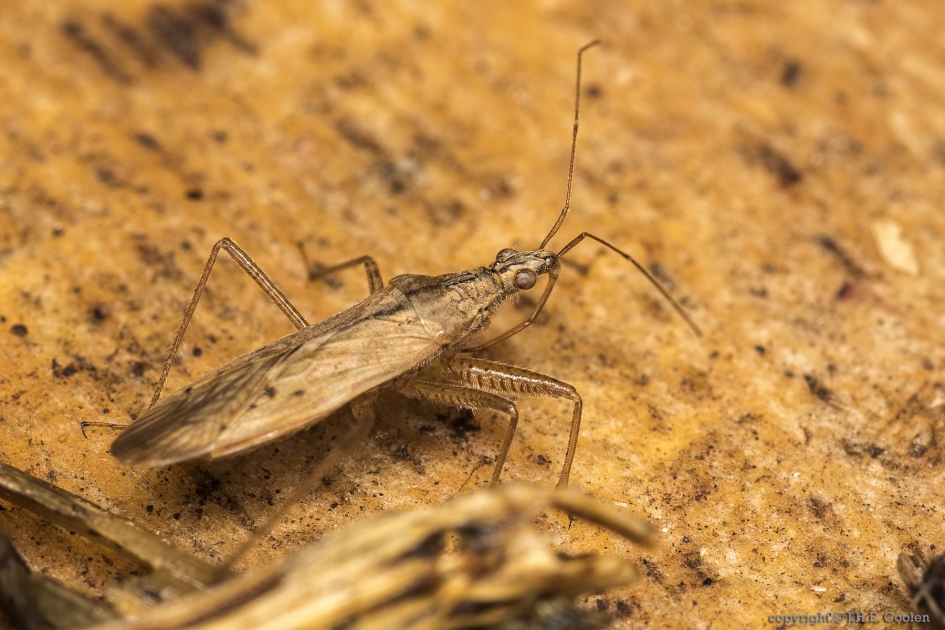 Valse veldsikkelwants (Nabis pseudoferus) - Geleedpotigen - Valse veldsikkelwants