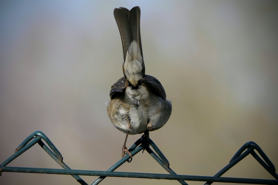 Vandaag even niet..... - Vogels - 