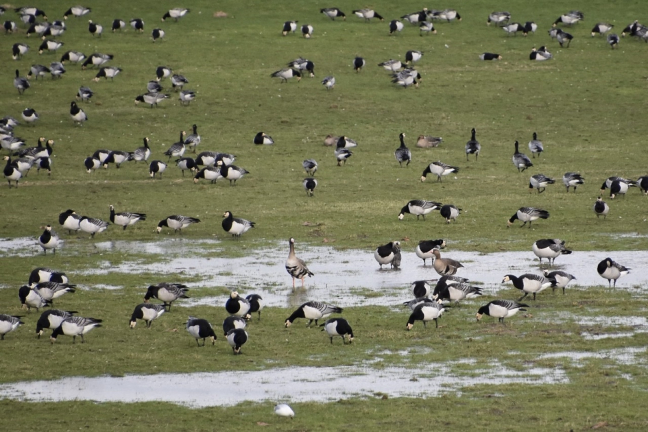 Veel, heel veel ganzen - Vogels - 