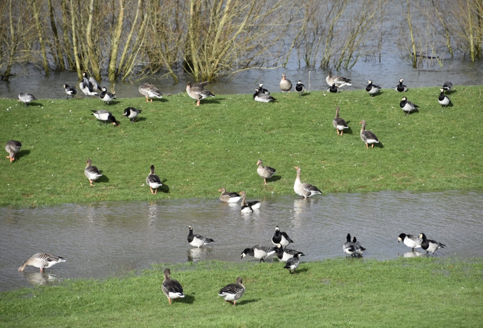 Grauwe ganzen en brandganzen - Vogels - 