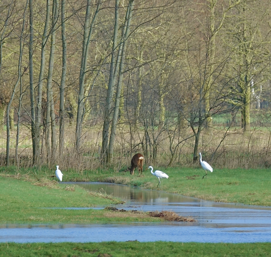 Veilig aan de bosrand - Zoogdieren - Ree
