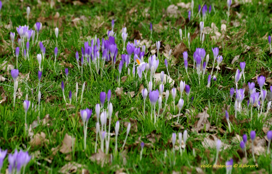 Veldje krokussen ...Lente ??? - Planten - krokussen
