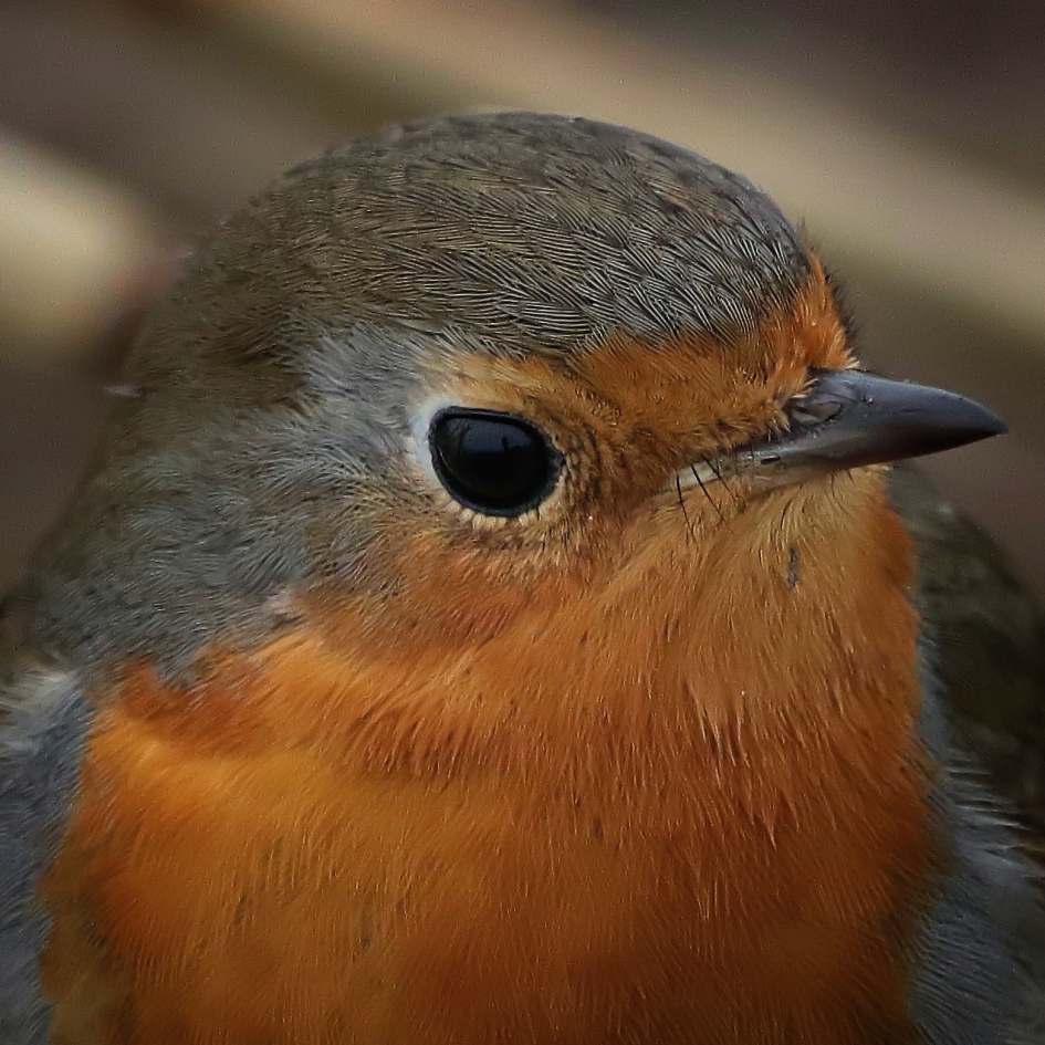 Veren maken de vogel - Vogels - Roodborst