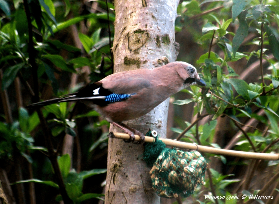 Vlaamse Gaai - Vogels - Vlaamse Gaai