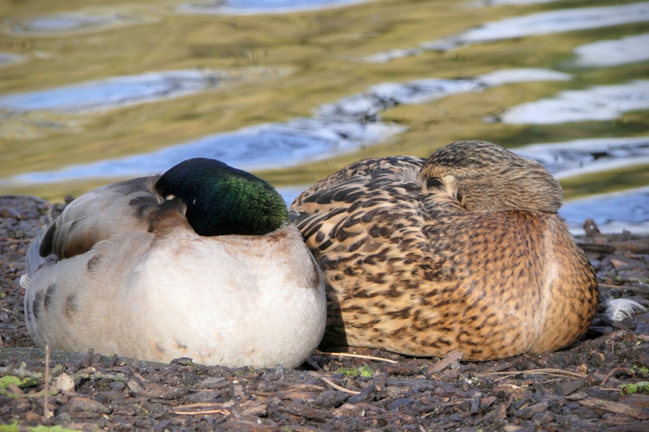 Voor mij hoeft het niet die Valentijnsdag. - Vogels - Wilde eend