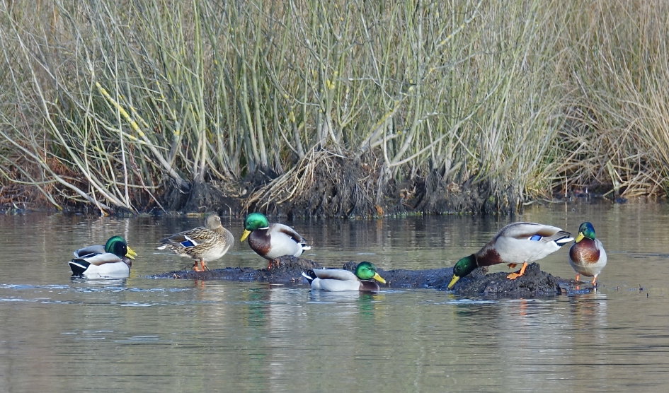 Vrijers in overvloed - Vogels - Wilde Eend