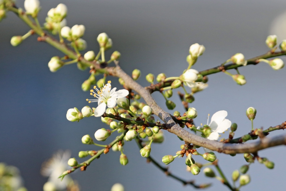 Vroege bloesem (2) - Planten - Sleedoorn