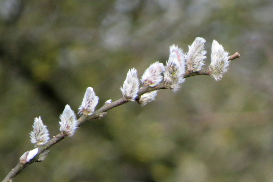 Vroege lente - Planten - 