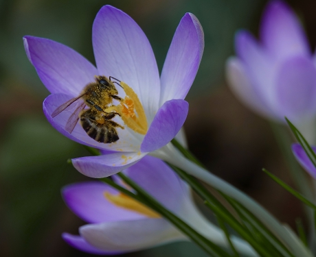 Vroege verzamelaarster