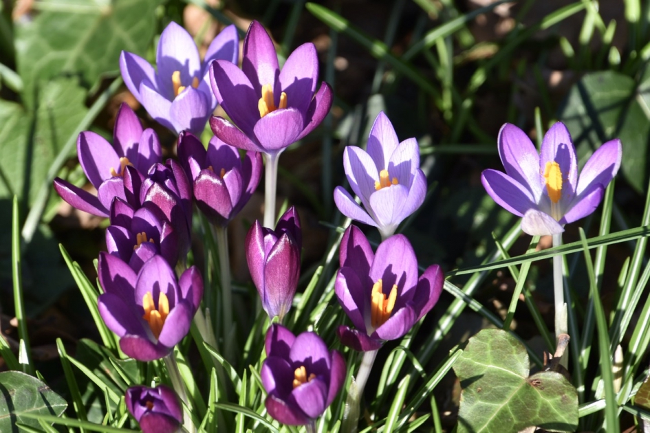 Vrolijk - Planten - 