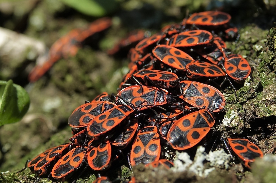 Vurige kluwen - Geleedpotigen - Vuurwants