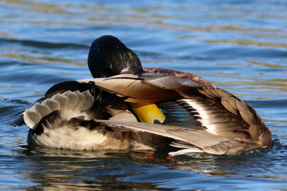 Waar zat dat nou... - Vogels - Wilde eend