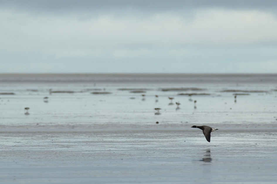 wat een Wad - Vogels - rotgans