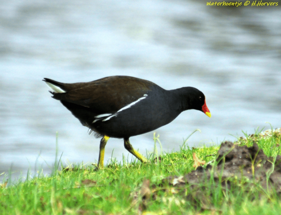 Waterhoentje - Vogels - Waterhoentje