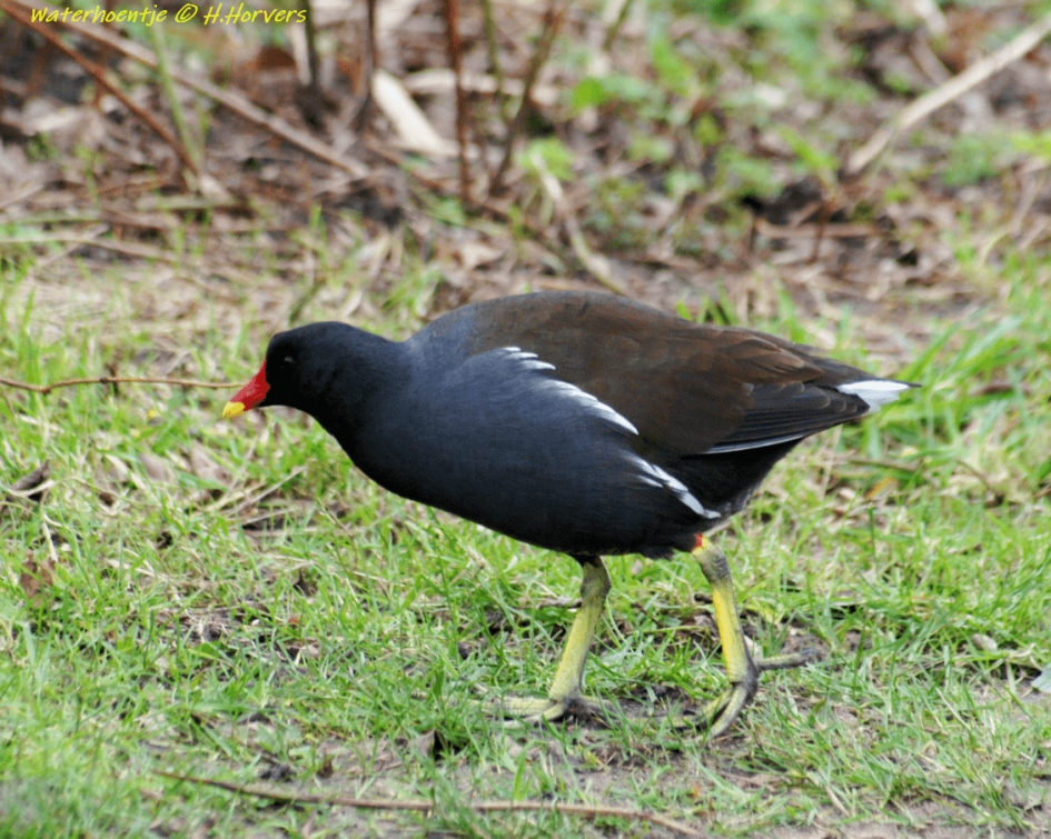 Waterhoentje - Vogels - Waterhoentje