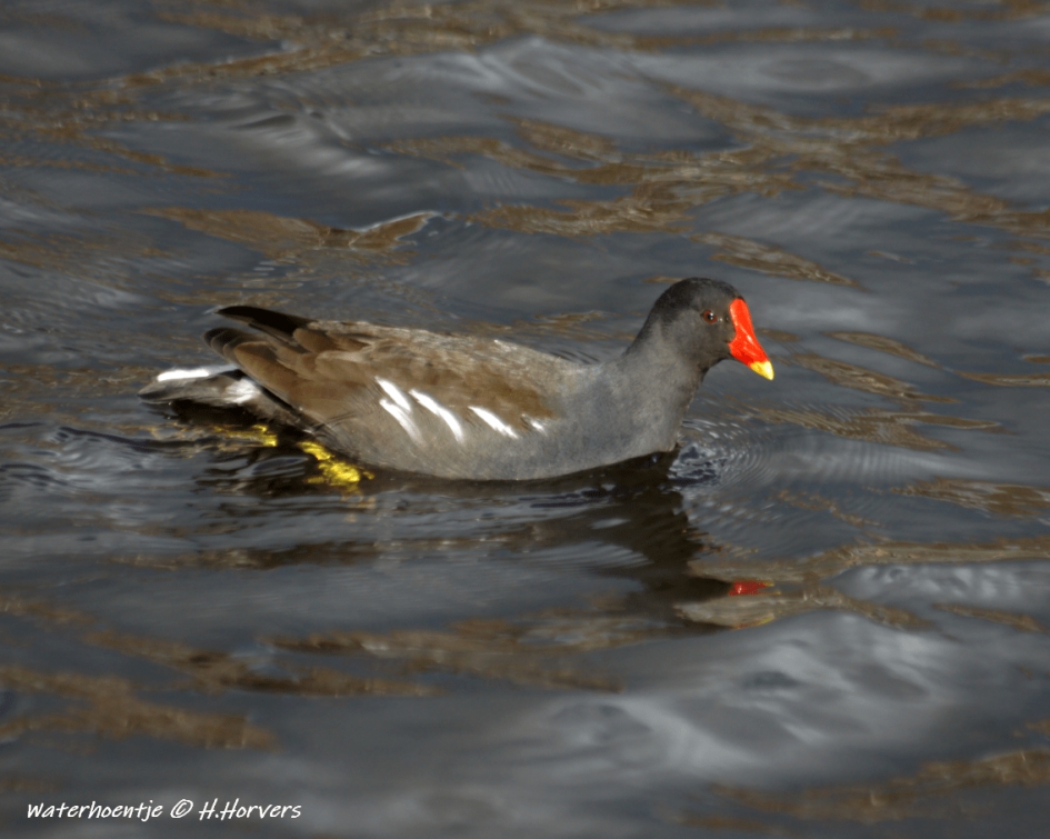 Waterhoentje - Vogels - Waterhoentje