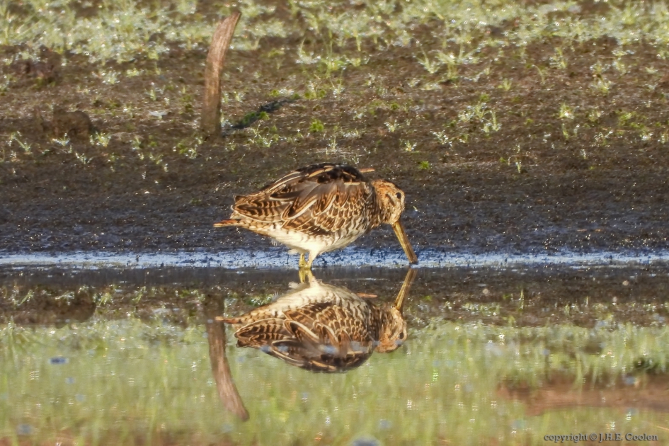 Watersnip (Gallinago gallinago) - Vogels - Watersnip