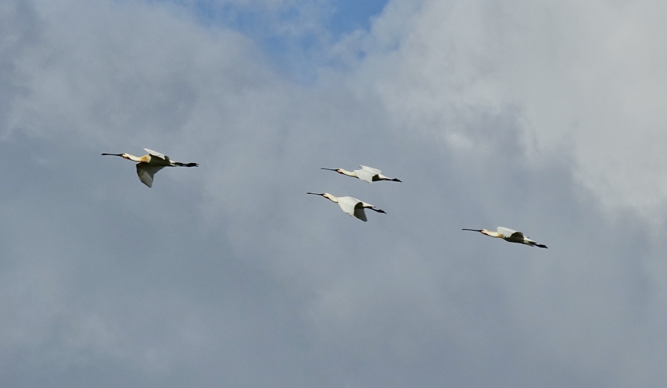 Weer terug in Nederland - Vogels - Lepelaar