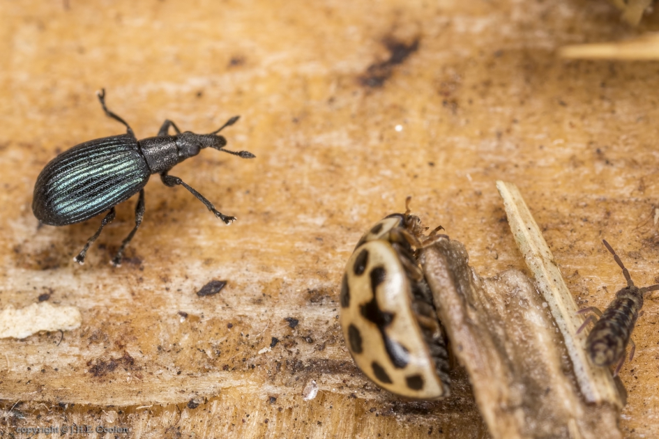 Wegdistelspitsmuisje , dambordje en een langwerpig springstaartje - Geleedpotigen - Wegdistelspitsmuisje , dambordje en een langwerpig springstaartje