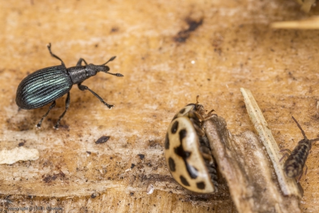 Wegdistelspitsmuisje , dambordje en een langwerpig springstaartje
