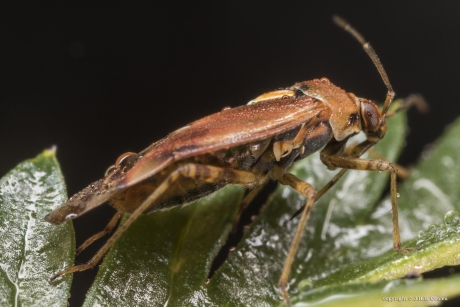 Weideschaduwwants (Lygus pratensis)