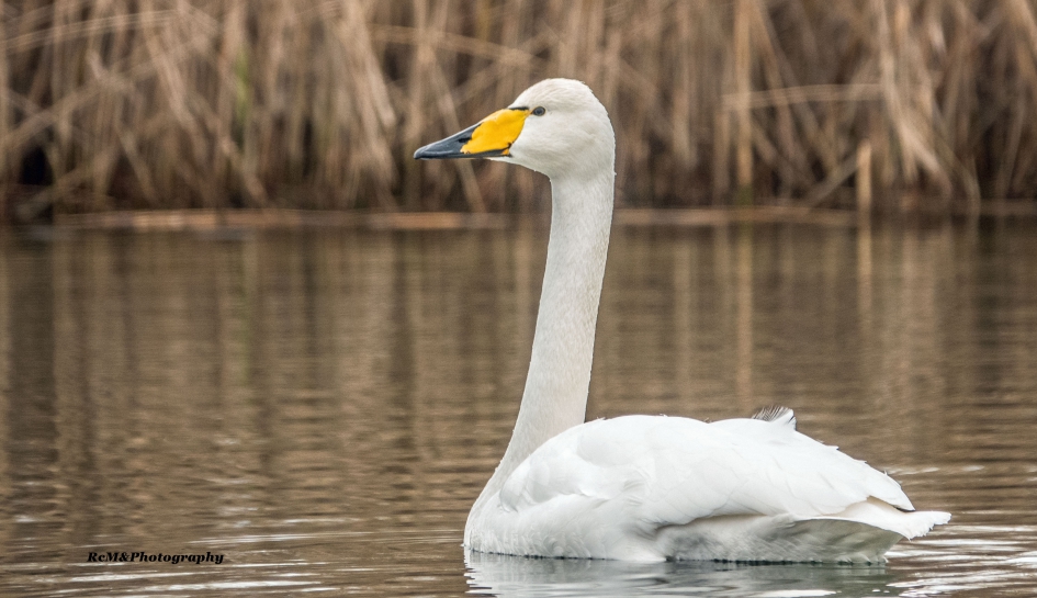 Wilde zwaan. - Vogels - Wilde zwaan.
