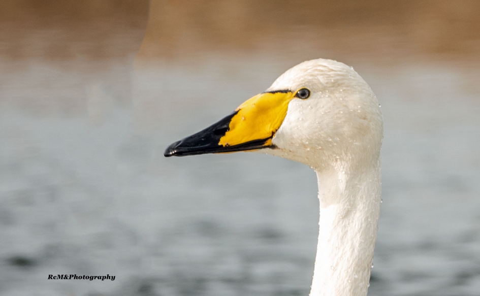 Wilde zwaan. - Vogels - Wilde zwaan.