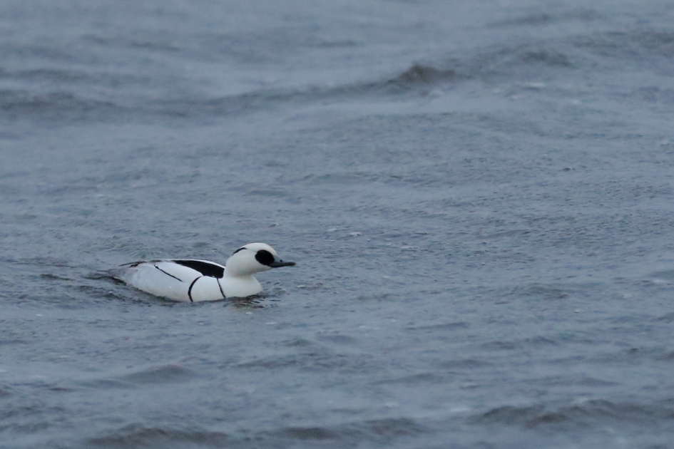windy - Vogels - nonnetje -m-