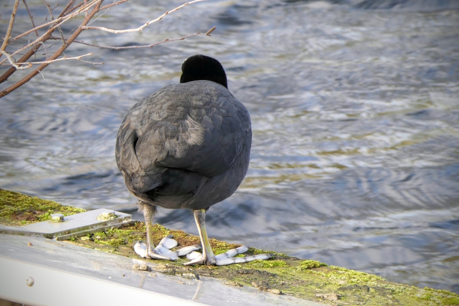 Zal ik er nou wel of niet ingaan....? - Vogels - Meerkoet