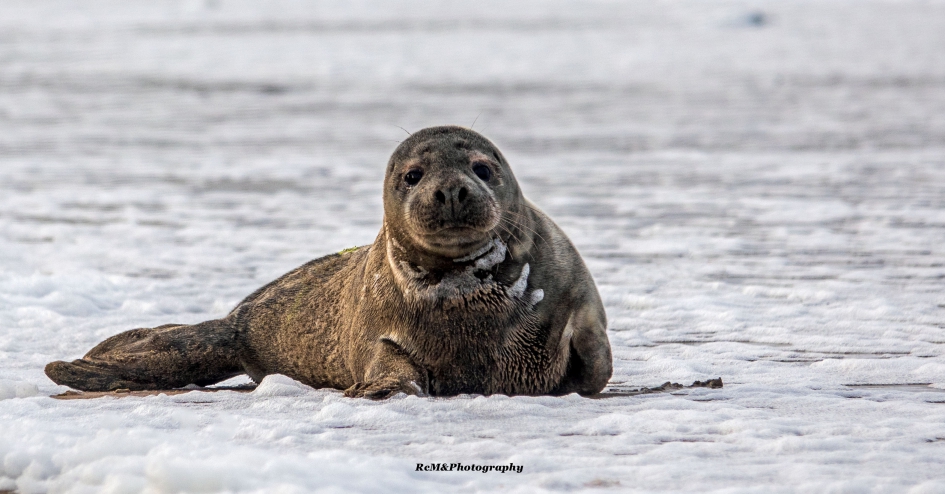 Zeehond. - Zoogdieren - Zeehond.