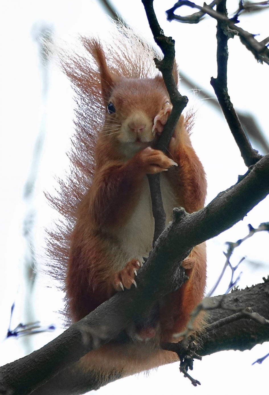 Zitje - Zoogdieren - Eekhoorn