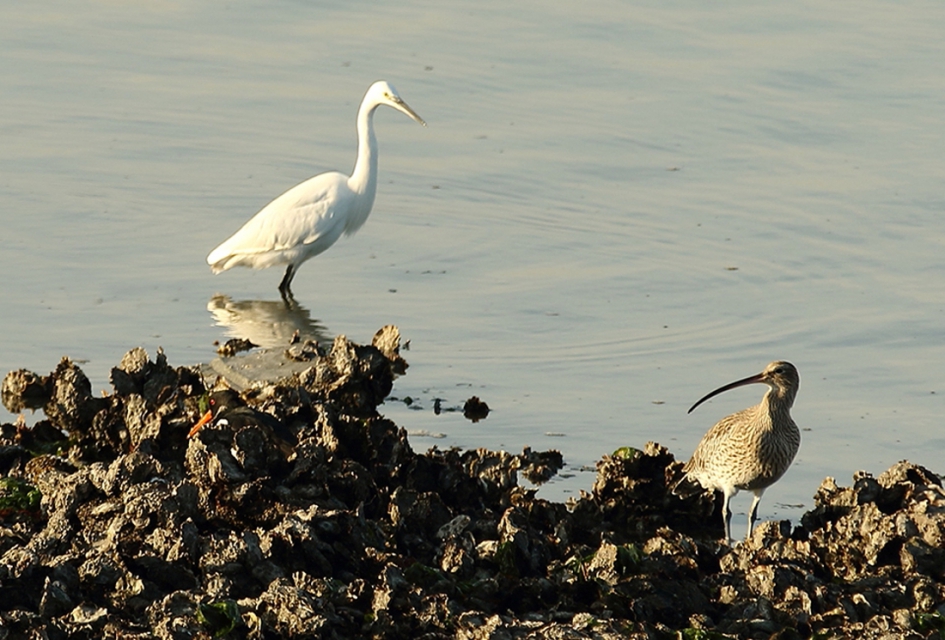 zoekplaatje... - Vogels - scholekster