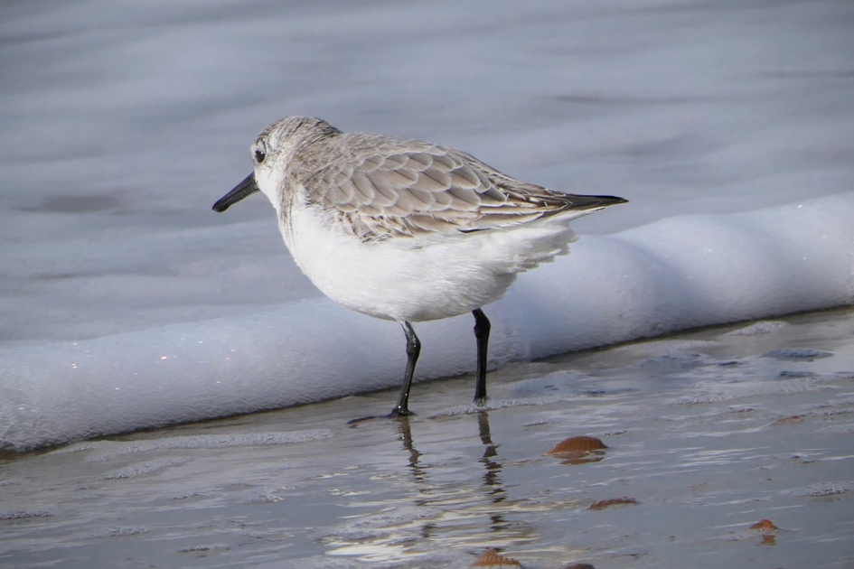 Zou hierachter nog iets liggen?? - Vogels - Drieteenstrandloper