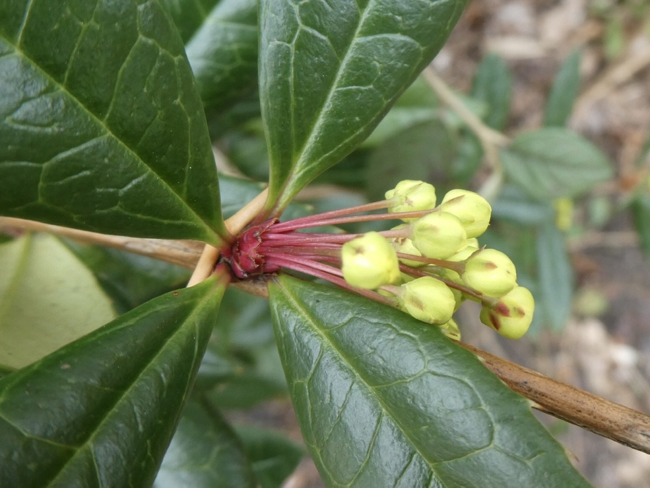 Zuurbes - Planten - 