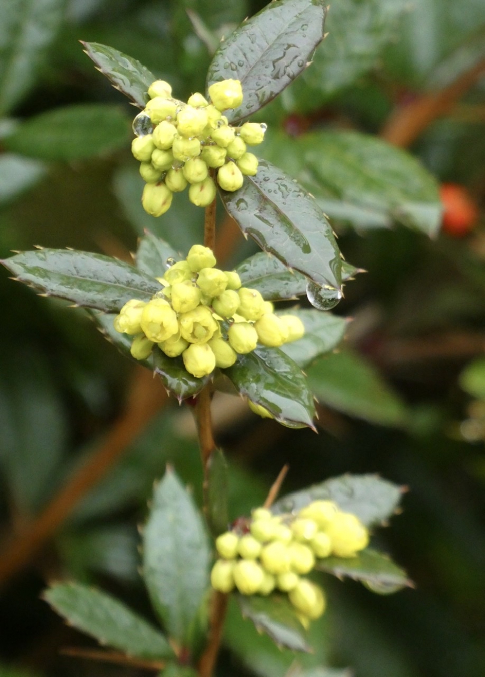 Zuurbes - Planten - 