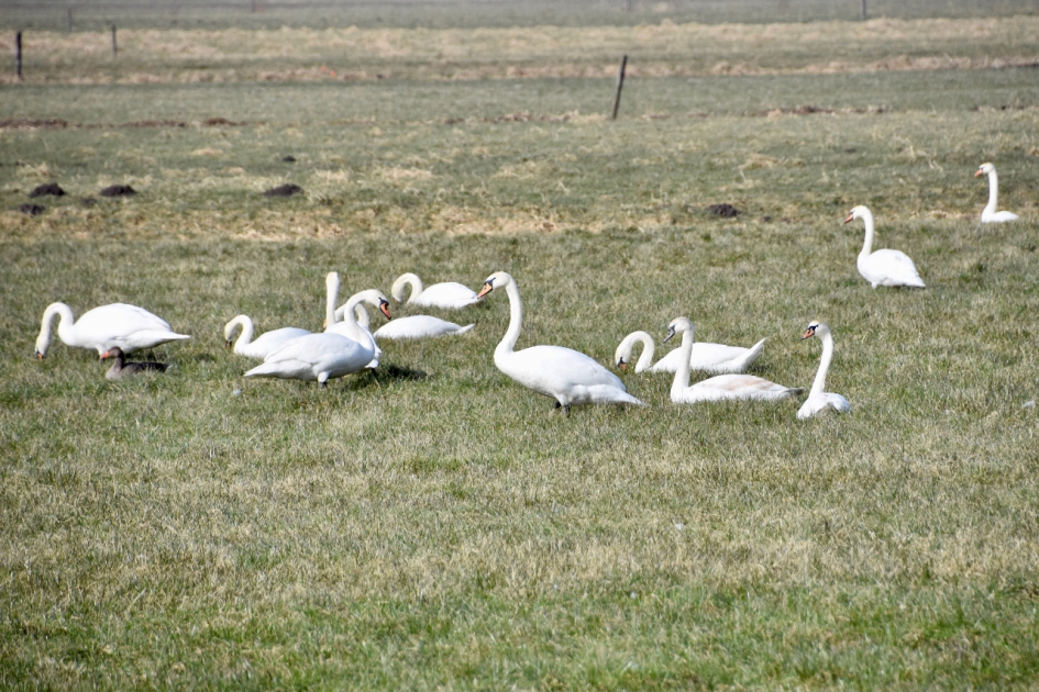 Zwanen - Vogels - 
