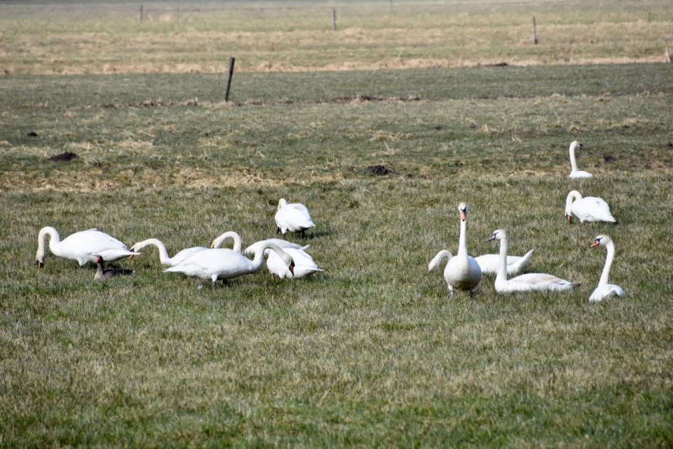 Zwanen, veel zwanen - Vogels - 