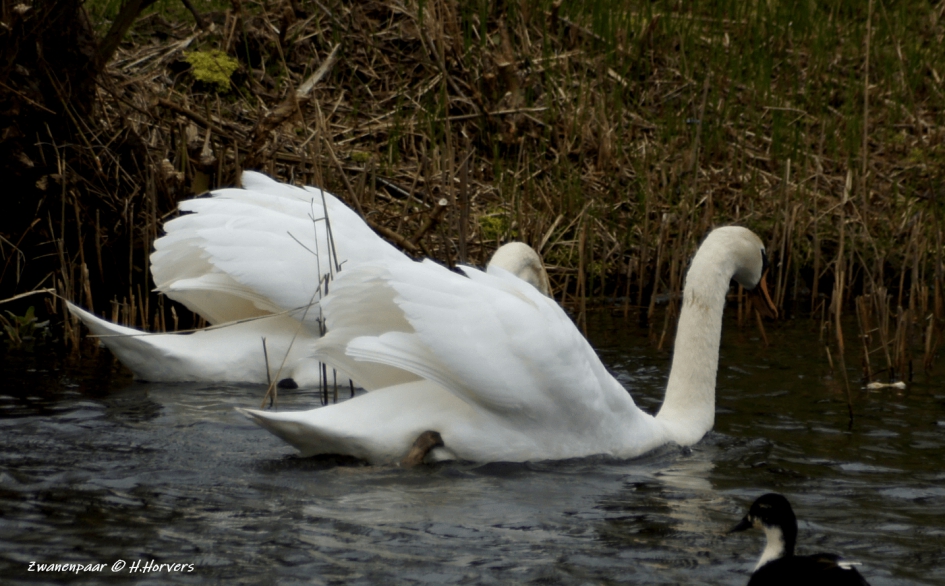 Zwanenpaar - Vogels - Zwanen