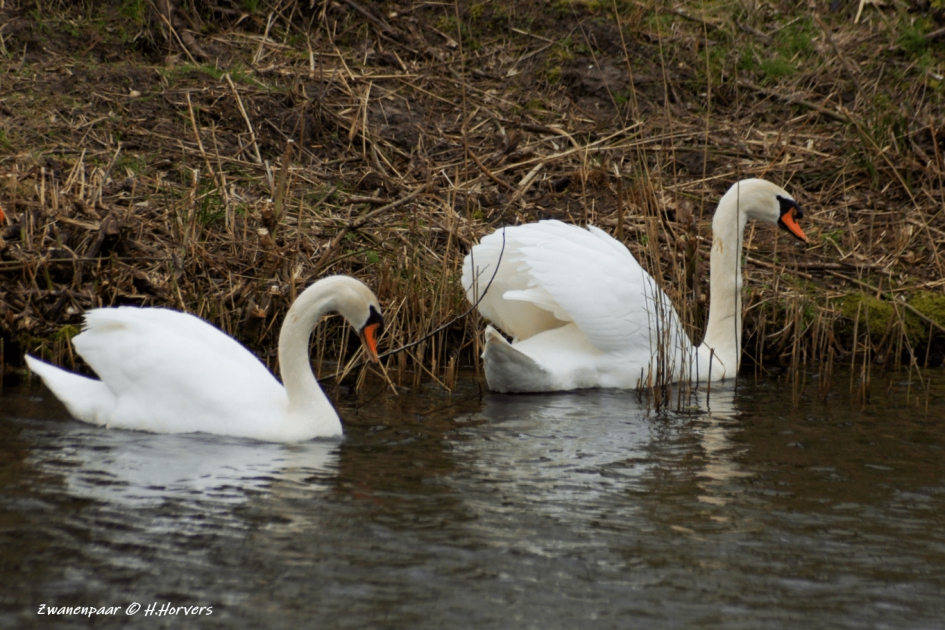 Zwanenpaar - Vogels - Zwanen