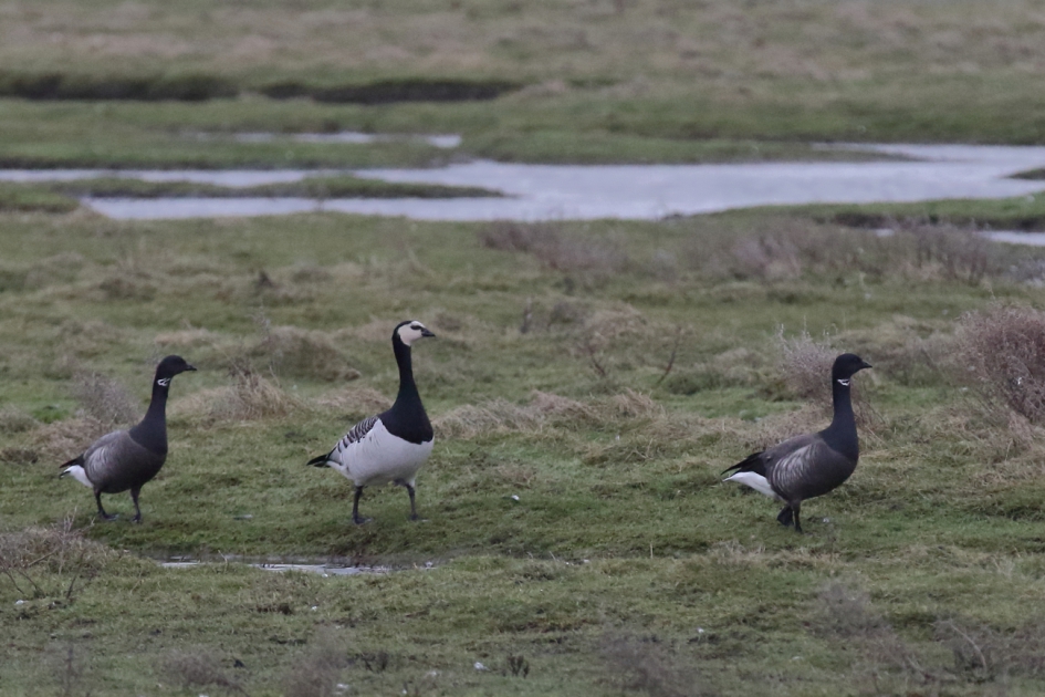zwart-wit - Vogels - brandgans