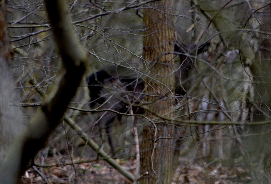 zwarte ree en meer....... - Zoogdieren - 