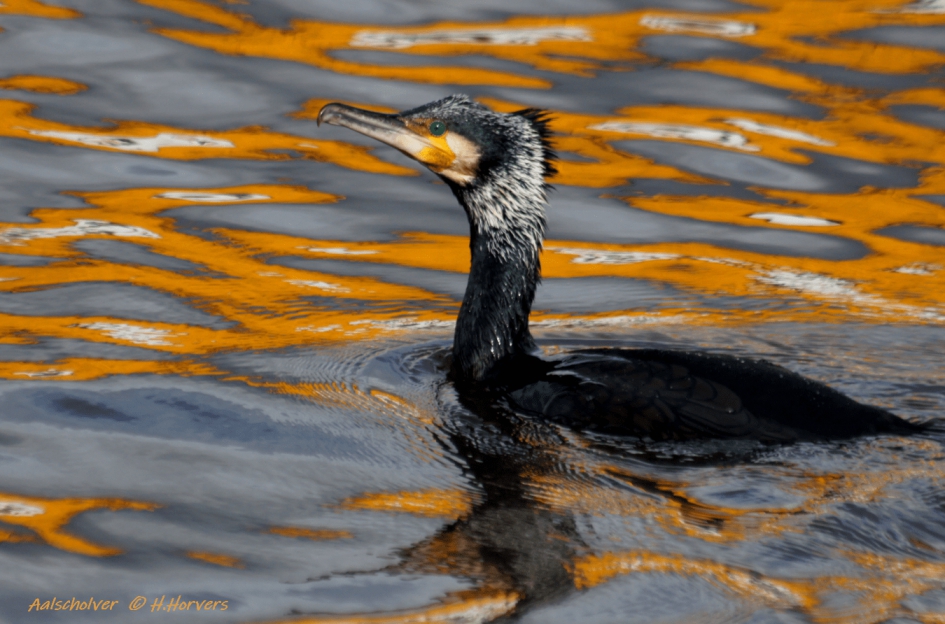 Aalscholver - Vogels - Aalscholver