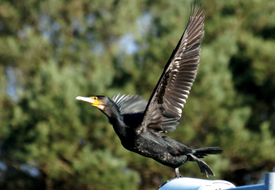 Aalscholver - Vogels - Aalscholver