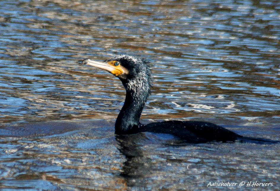 Aalscholver - Vogels - Aalscholver