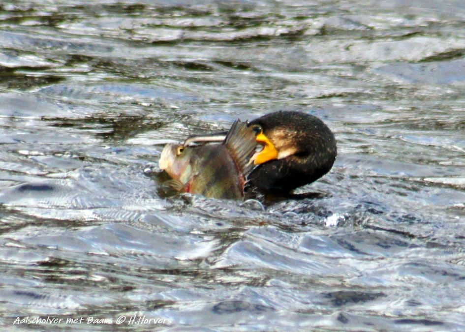 Aalscholver met baars - Vogels - Aalscholver