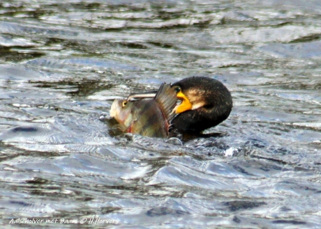Aalscholver met baars